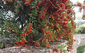 Solomia